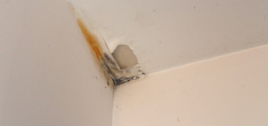 Les moisissures à la maison, comment s’en débarrasser ?  
